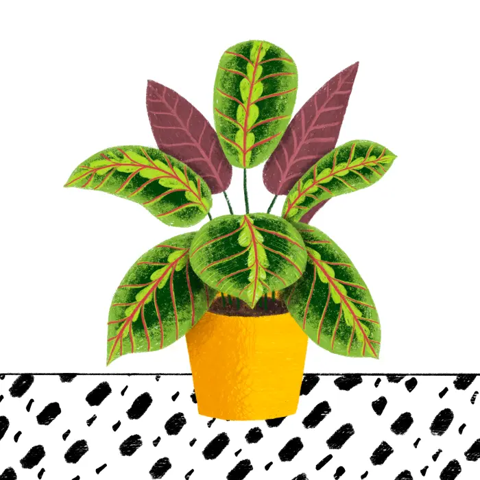Illustration: Calathea Pflanze